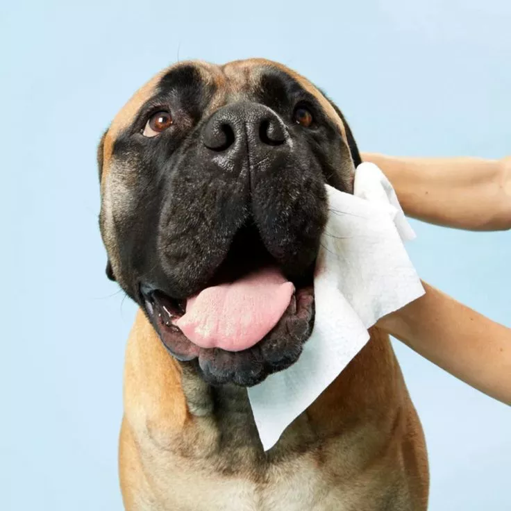 Cheap Pet abstergitur
